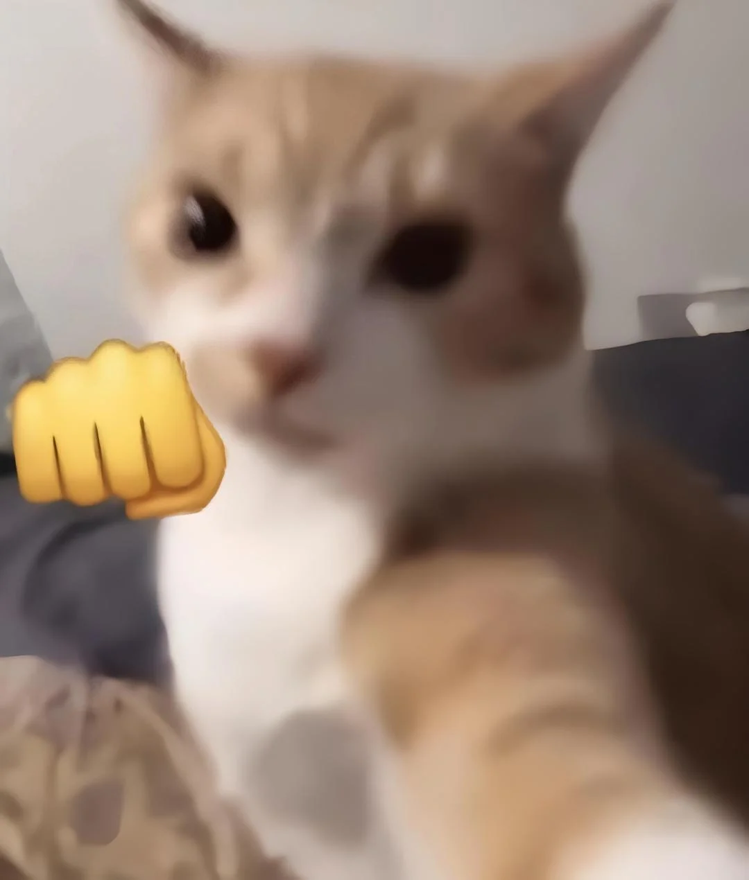 ảnh mèo meme dễ thương nhưng trông như đang giơ nắm đấm đe dọa