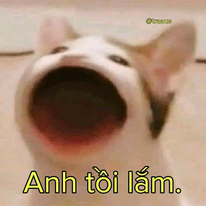 Ảnh mèo meme với biểu cảm hài hước và dòng chữ Anh tồi lắm
