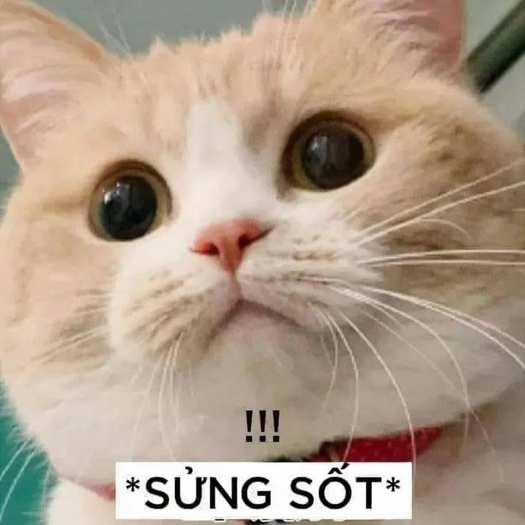 Ảnh mèo meme với biểu cảm sửng sốt cực hài hước