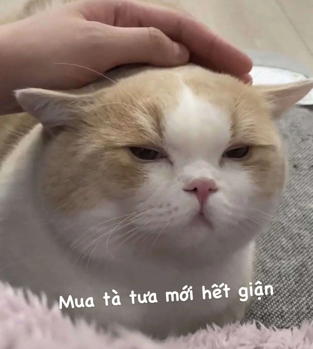 Ảnh mèo meme với khuôn mặt dỗi hờn cực hài hước