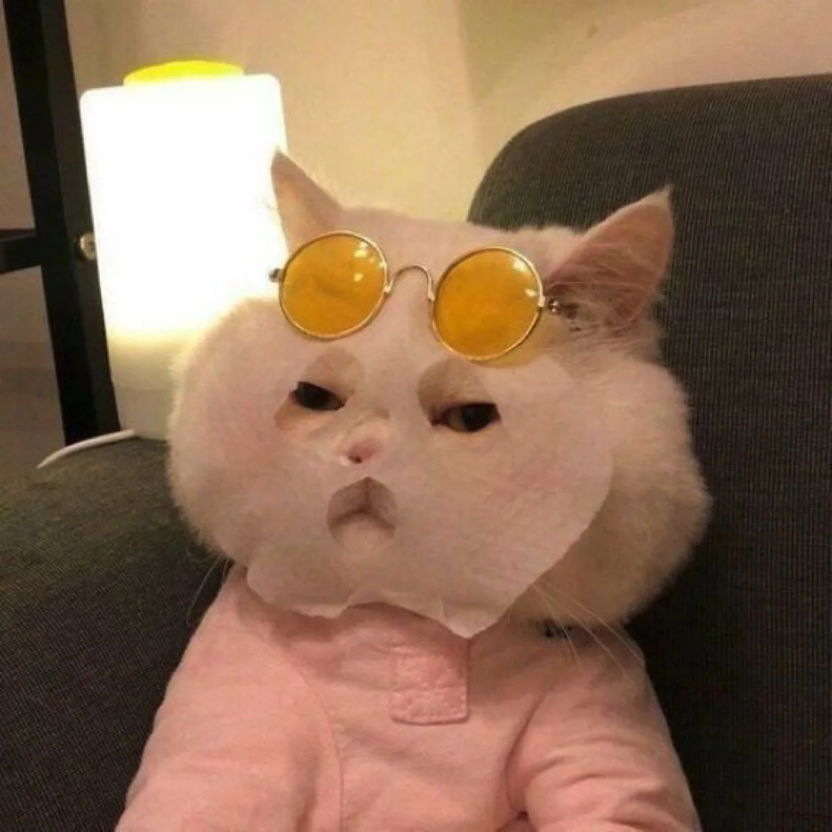 ảnh mèo meme dễ thương đang đắp mặt nạ và đeo kính râm