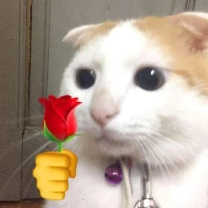 Mèo meme cầm hoa hồng dễ thương