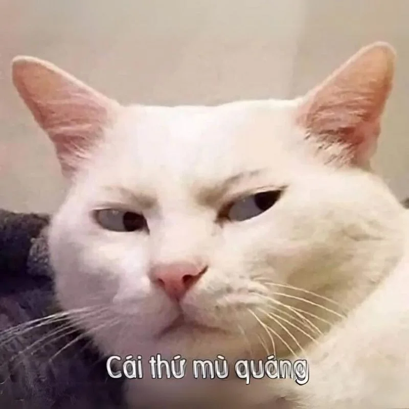 Ảnh meme hài hước tẻn tẻn