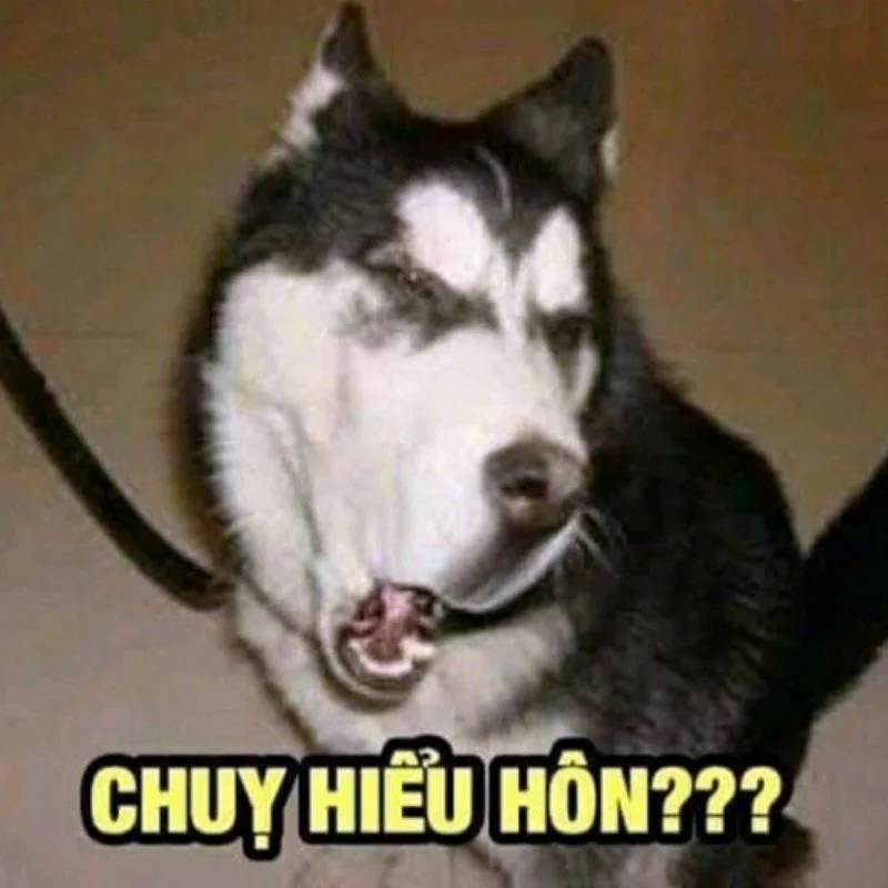 Ảnh meme hài hước chán đời