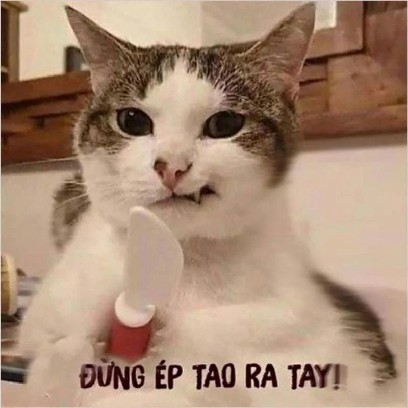 Ảnh meme hài hước mơ màng