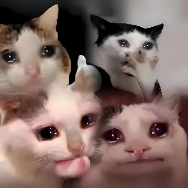 Hình meme mèo cười che miệng