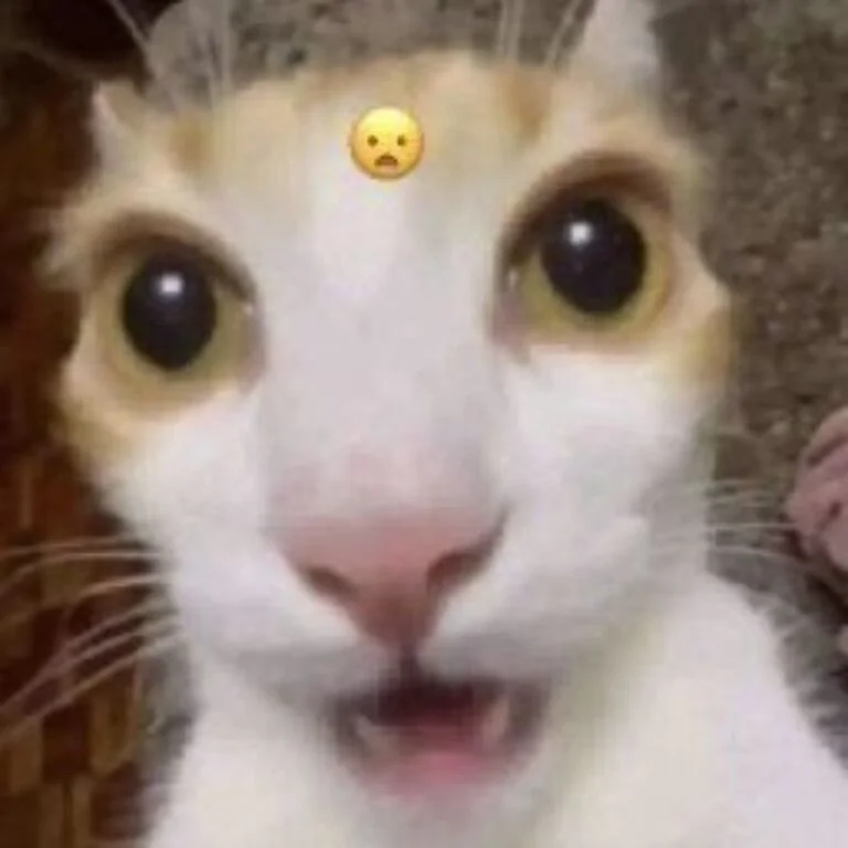 Mèo mặt hài hước meme bất ngờ