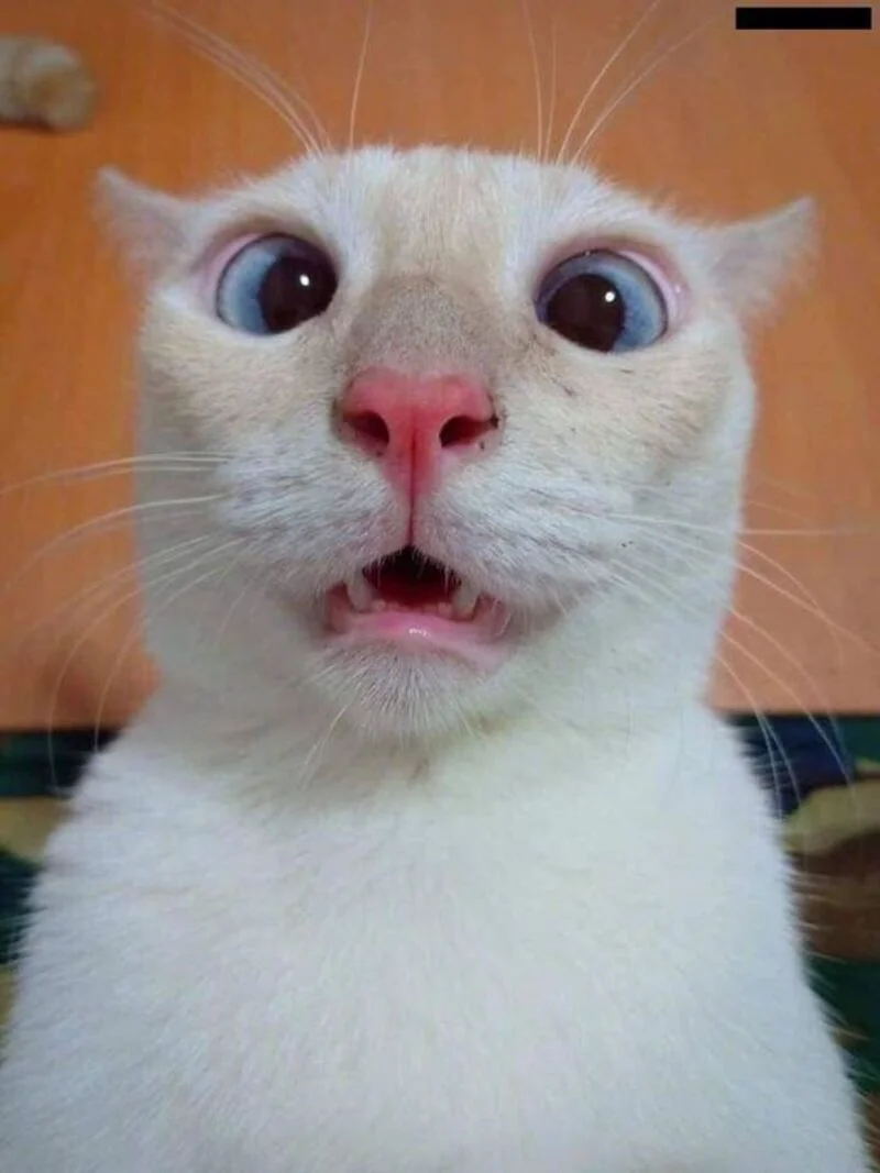 Bộ sưu tập các ảnh meme bất ngờ ấn tượng, thú vị và hài hước (2)