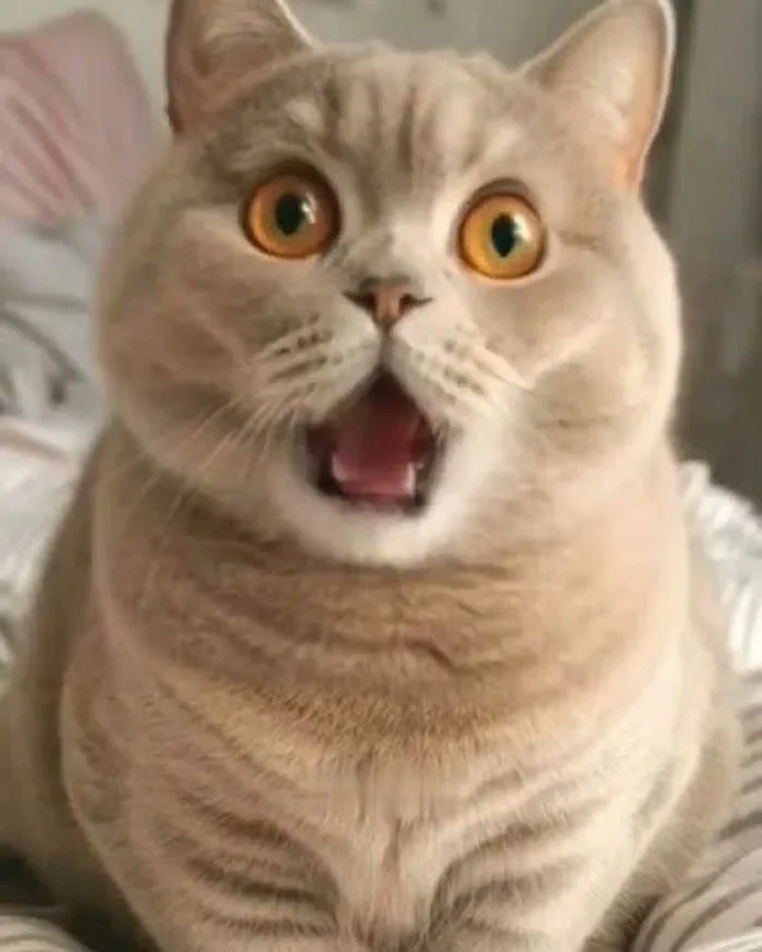 Mèo mặt ngạc nhiên meme bất ngờ