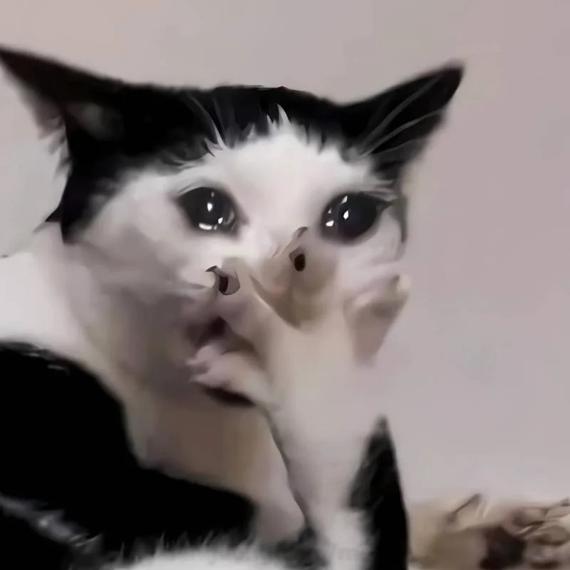 hình meme mèo cười che miệng 4k chất lượng cao