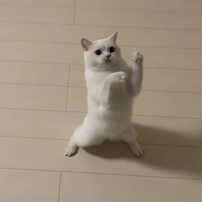 tải hình Ảnh chế meme mèo cười bựa hài hước 4k