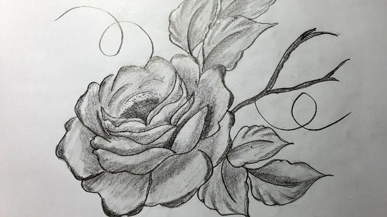 Cách Vẽ Hoa Hồng đẹp và đơn giản bằng bút chì #16 | How to Draw a beautiful Rose with pencil
